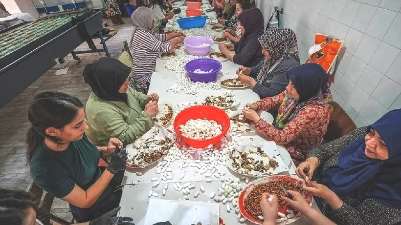 130 Kişi Ordu Gibi Tek Tek Ayıklıyor, Ücretsiz Dağıtıyor: 20 Gün Sürüyor, Türkiye'de Sadece Orada Üretiliyor - Resim: 3