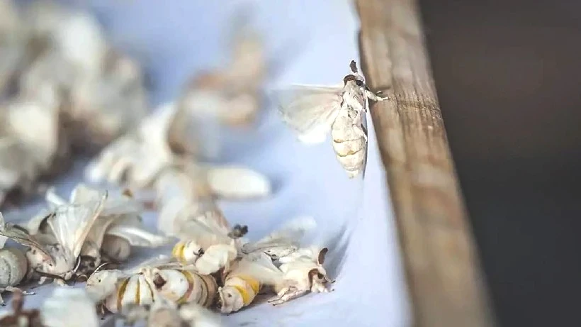 130 Kişi Ordu Gibi Tek Tek Ayıklıyor, Ücretsiz Dağıtıyor: 20 Gün Sürüyor, Türkiye'de Sadece Orada Üretiliyor - Resim: 7