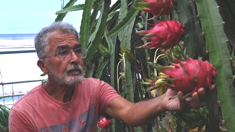 Emekli Olduktan Sonra 'Altın Bileziği' Taktı, Köşeyi Döndü! Kilosunu 200 Liradan Satıyor, 9 Tonluk Hasat Bekliyor - Resim: 2