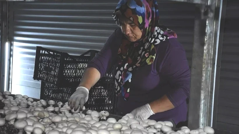 Karaman'da Memurluğu Bırakan Yüca, Hibe Desteği ile Kendi İşini Kurdu: Aylık 15 Ton Satış Yapıyor - Resim: 6