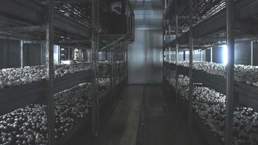 Karaman'da Memurluğu Bırakan Yüca, Hibe Desteği ile Kendi İşini Kurdu: Aylık 15 Ton Satış Yapıyor - Resim: 4