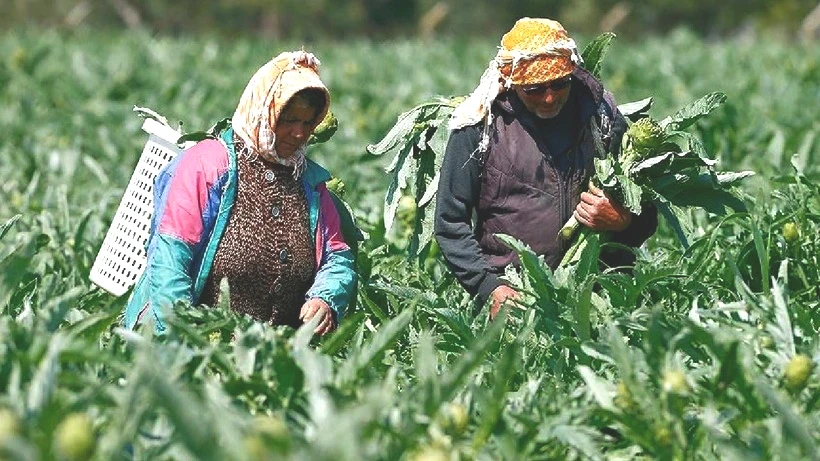 Herkes Olmaz Dedi, O Kimseyi Dinlemedi: Rekor Hasatta Rekor Kazanç Elde Etti! Şimdi Parmakla Gösteriliyor - Resim: 2